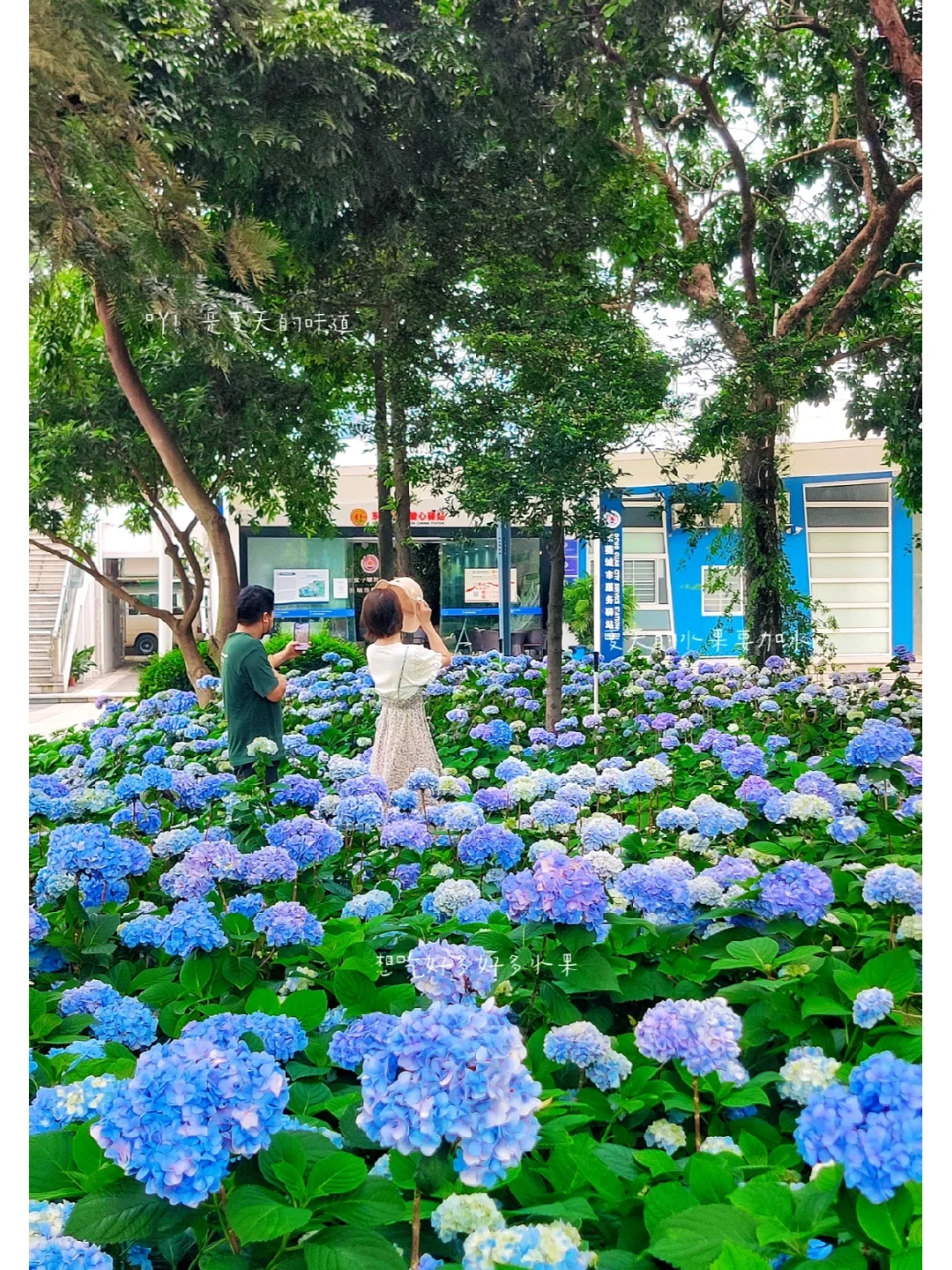 哇塞‼️东莞也有绣球花拍啦！好好看啊