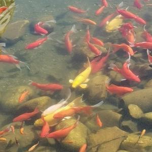 向阳看花木