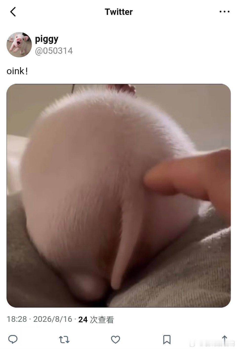 想对小猪做不好的事🥺 