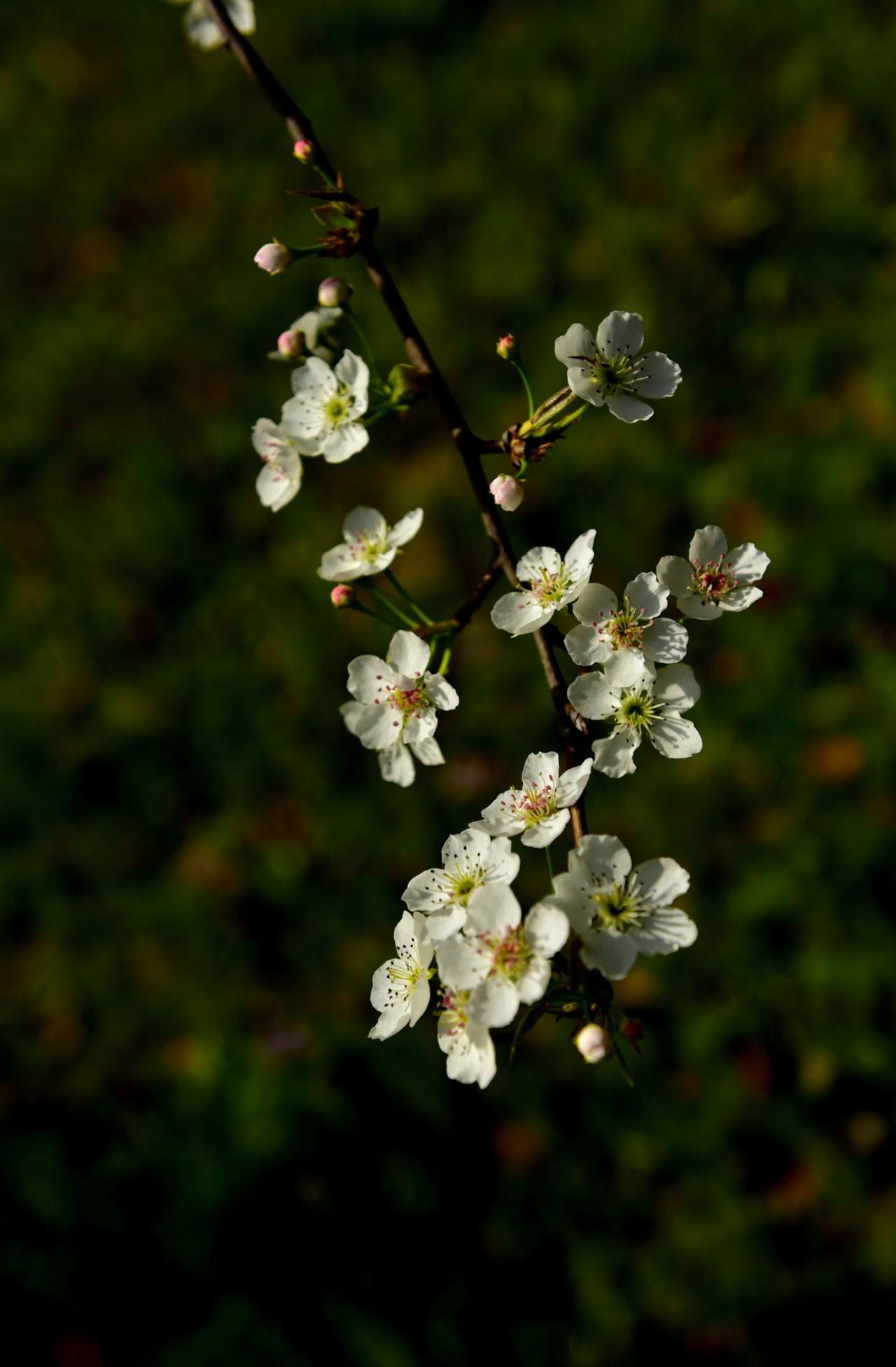 落花有意……