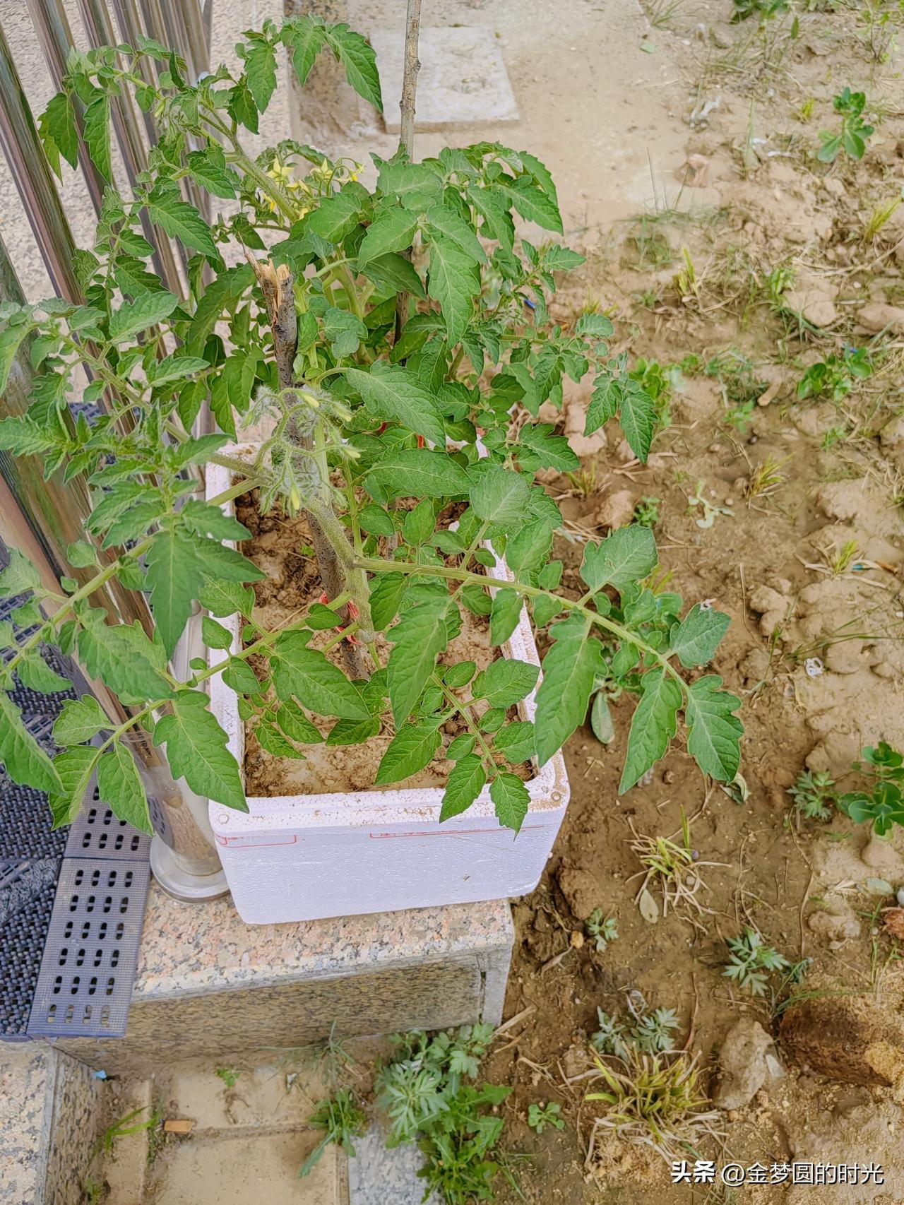 种菜养花离不开阳光雨露，四月初的一天早上，在早市上花了三元钱，买了两颗柿子苗，回