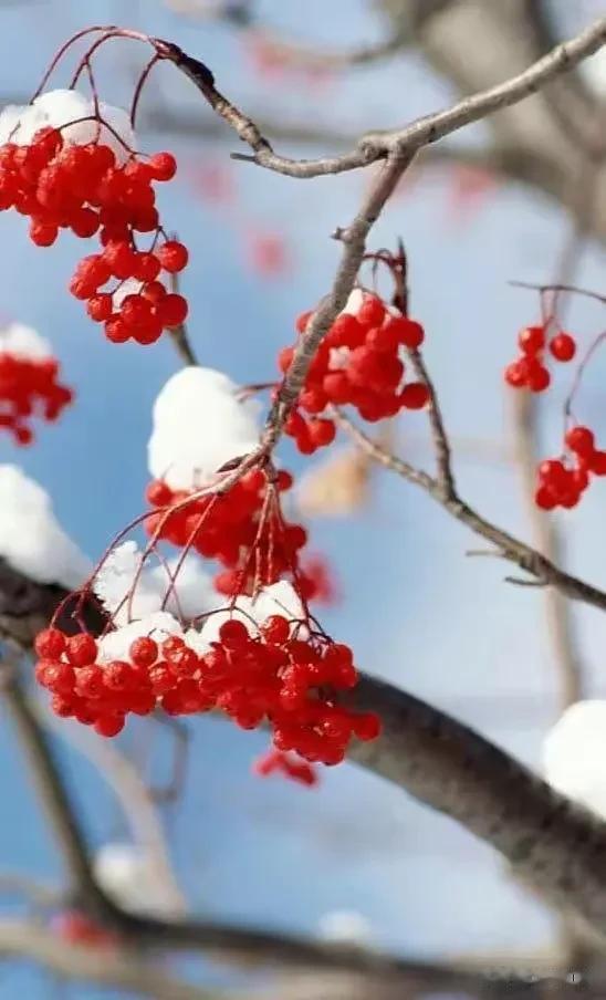雪花纷飞，枝头红果。在这清浅的时光里，感受季节的温暖，也让自己在希望中，安于人间