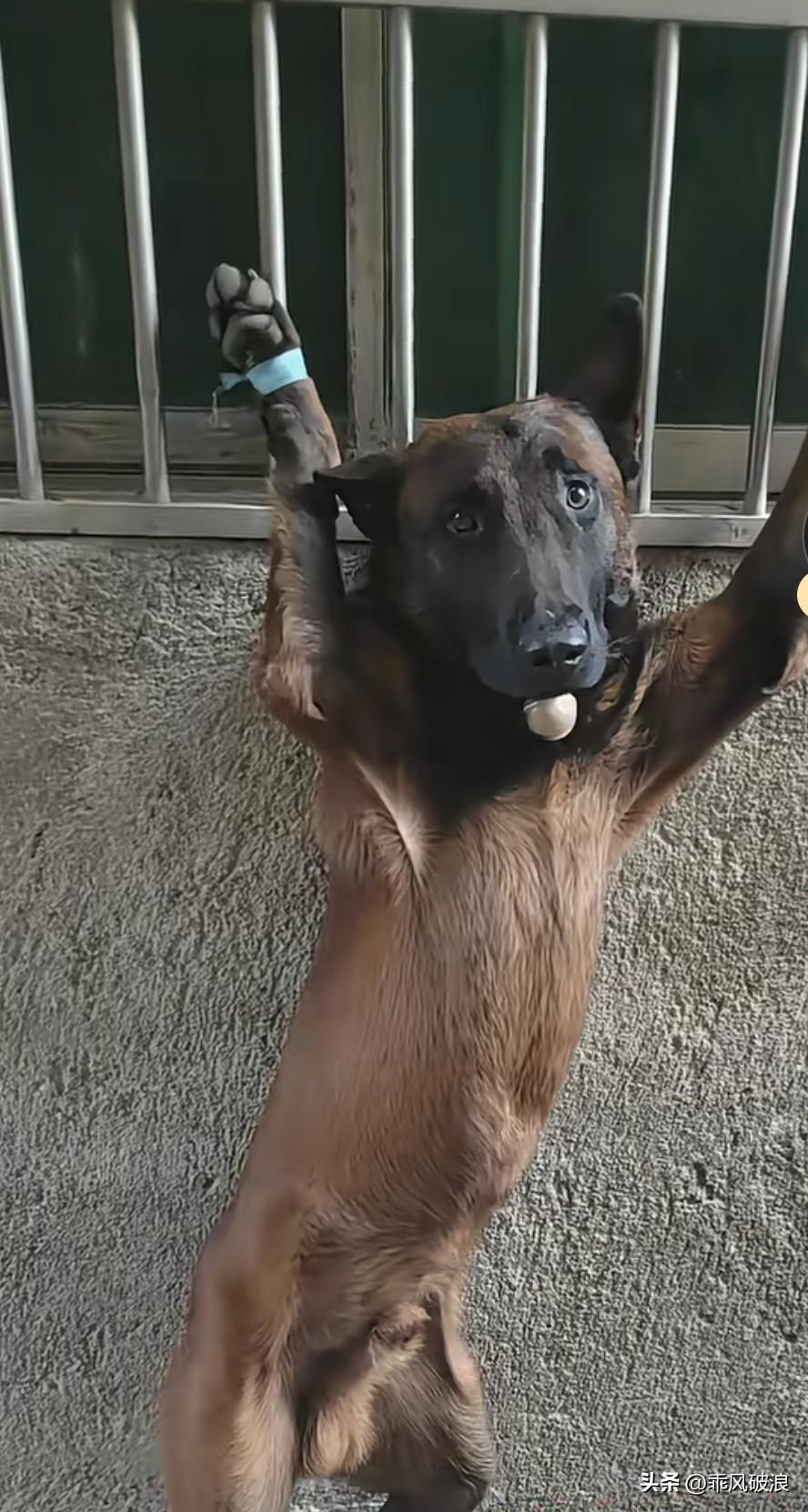 主人把恶狗绑在号窗铁杆上，宣布它的罪状，恶狗咬死家中土鸡十三只，咬伤小孩一次，罪