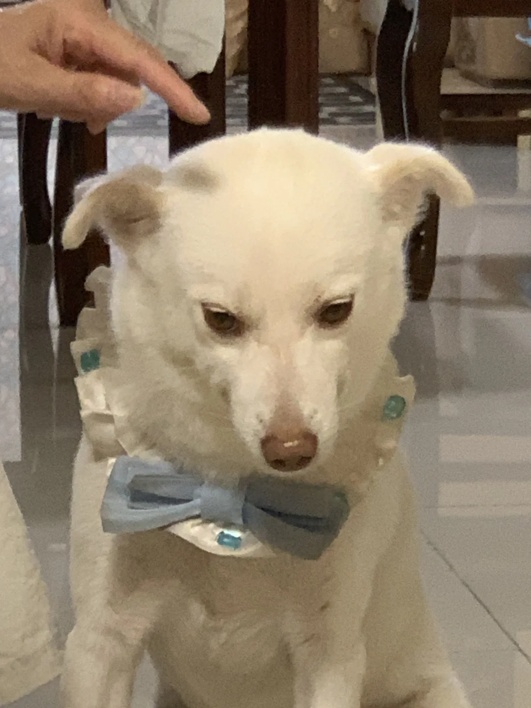 为了点吃的只能忍气吞声