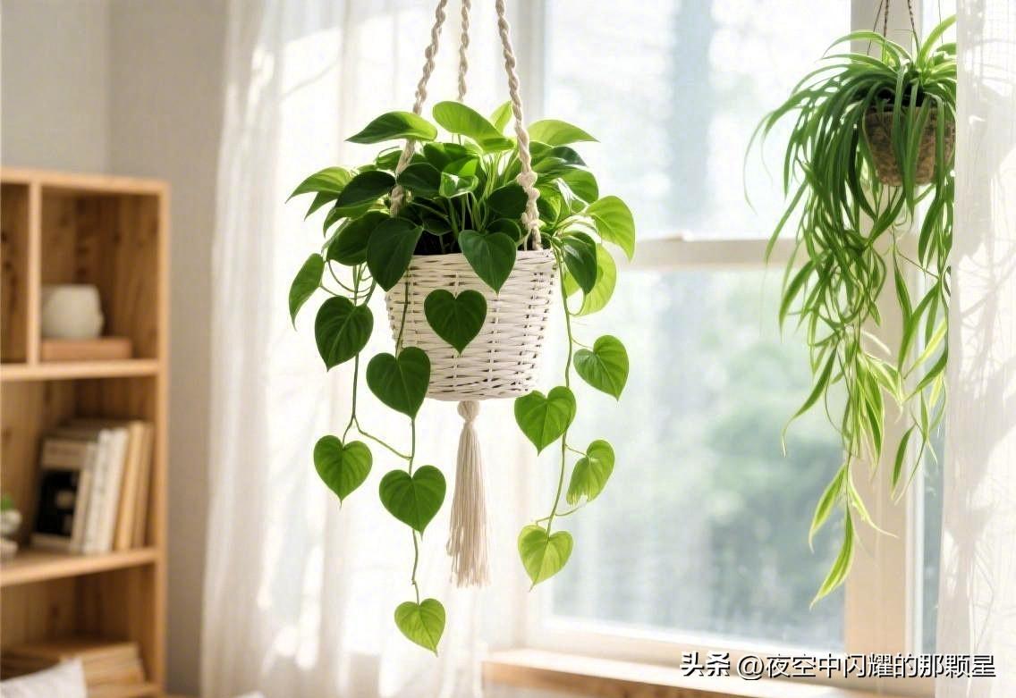 绿萝/吊兰：遇水即活，散射光就能疯长，净化空气。