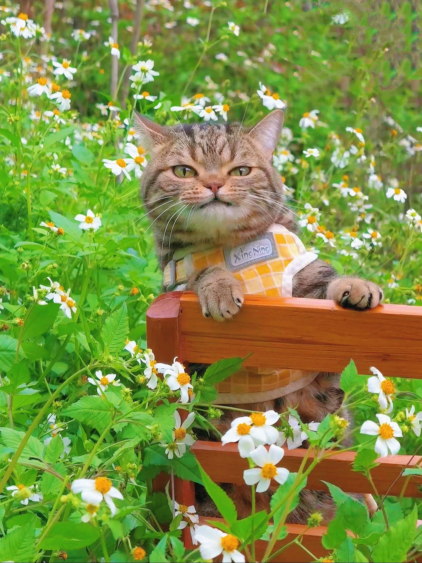 花丛中的小猫！一眼就认出来了！！！