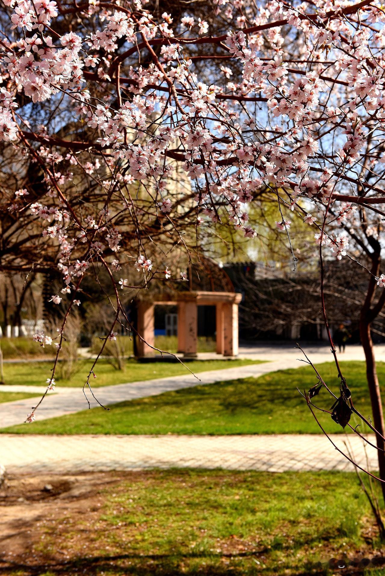 南湖公园四季掠影（五）
春季景色：