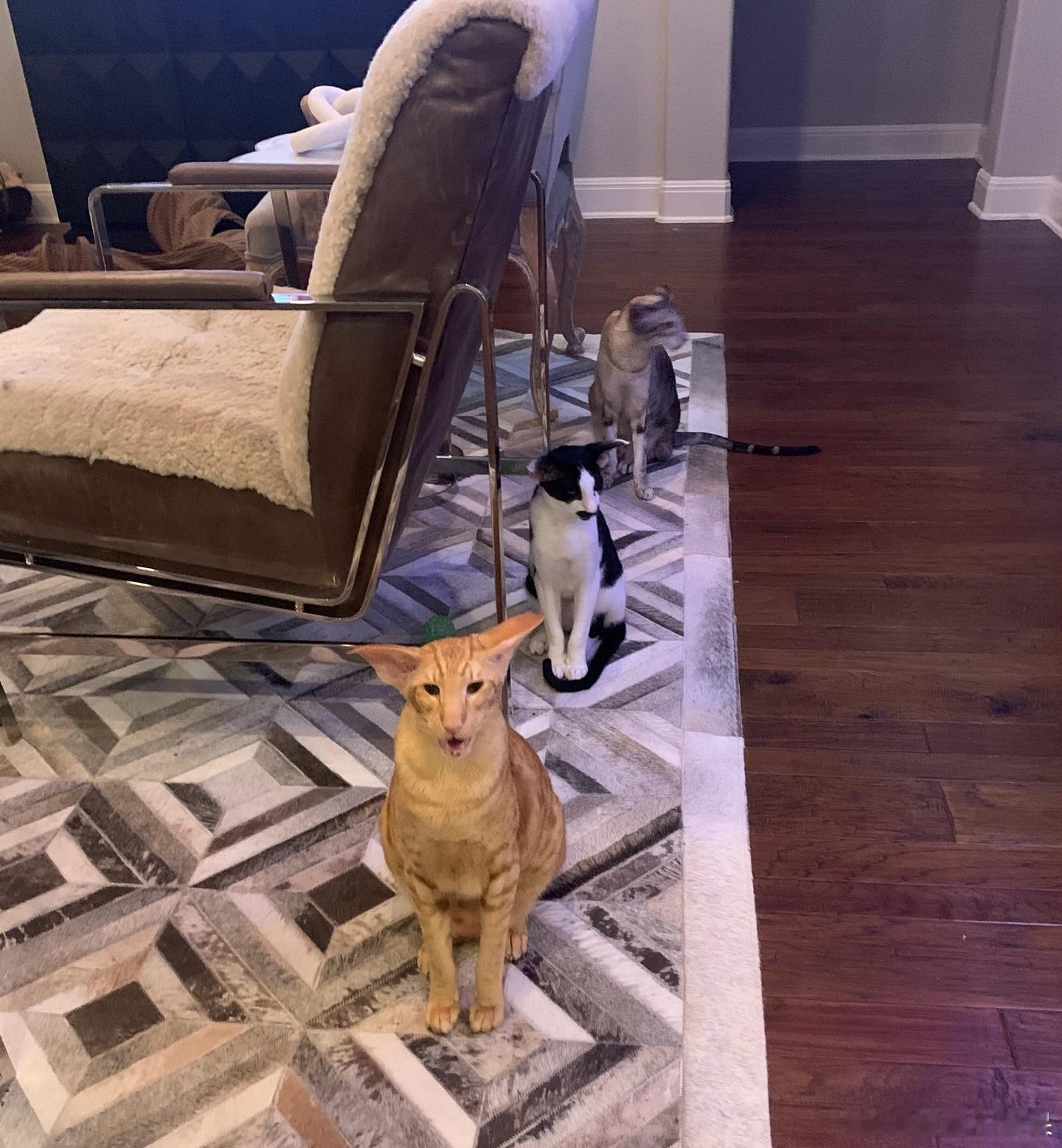 排队等晚餐的东短猫们cr：oriental_shorthair_squad ​​