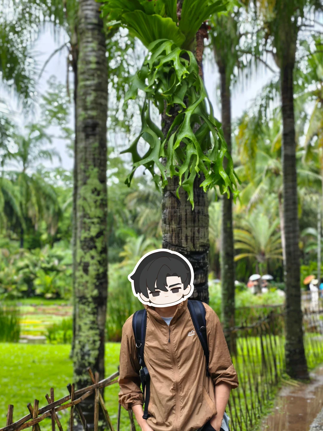 植物园里的鹿角蕨品相真不错