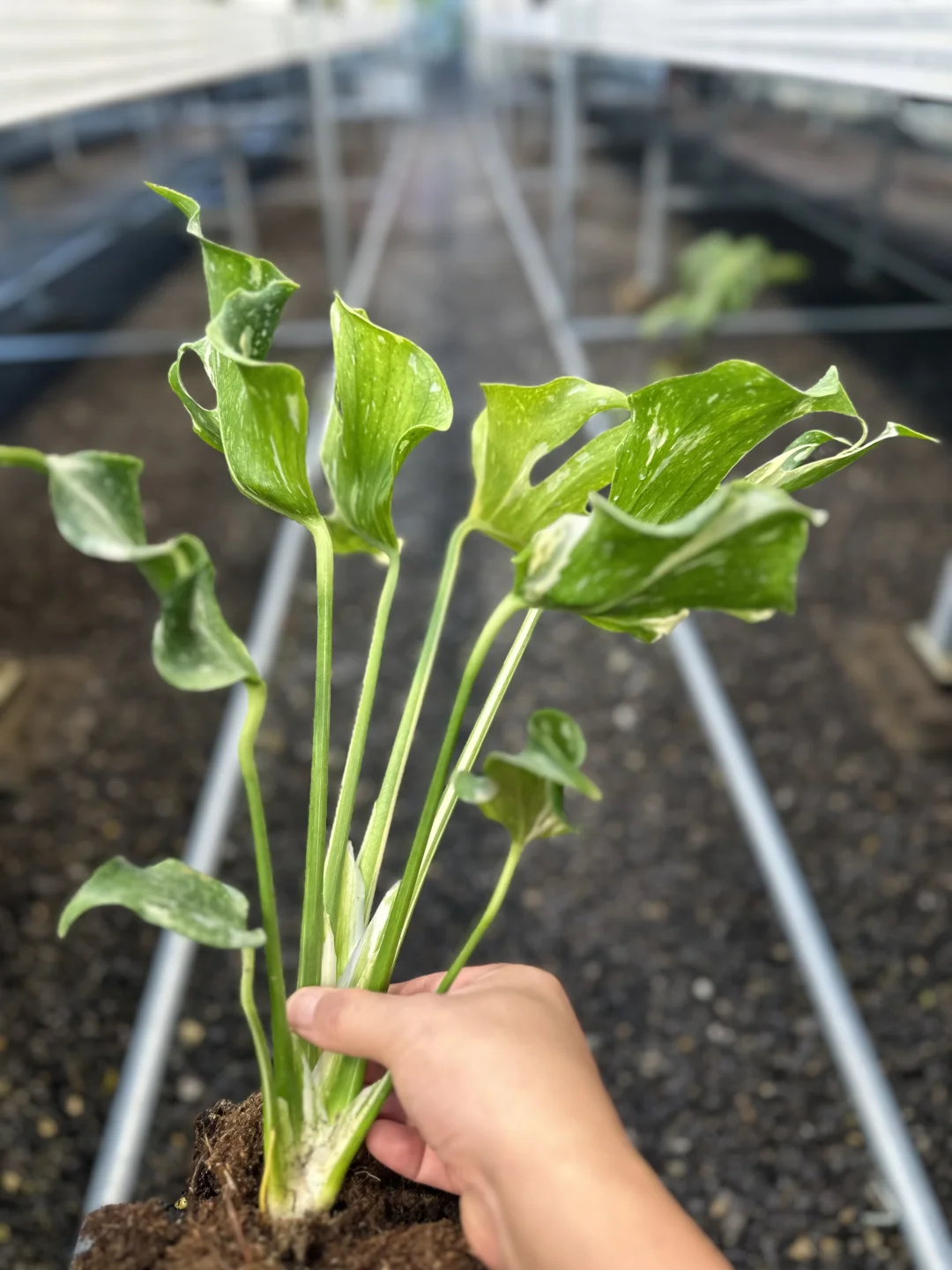 完美的金刚狼（利刃之美）的魅力