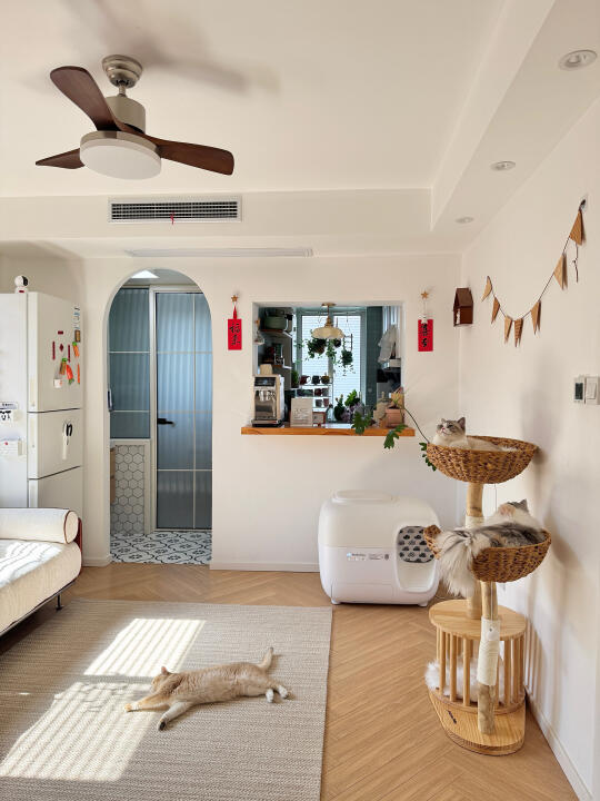 65平两人三猫，家虽然不大，但真的好住！