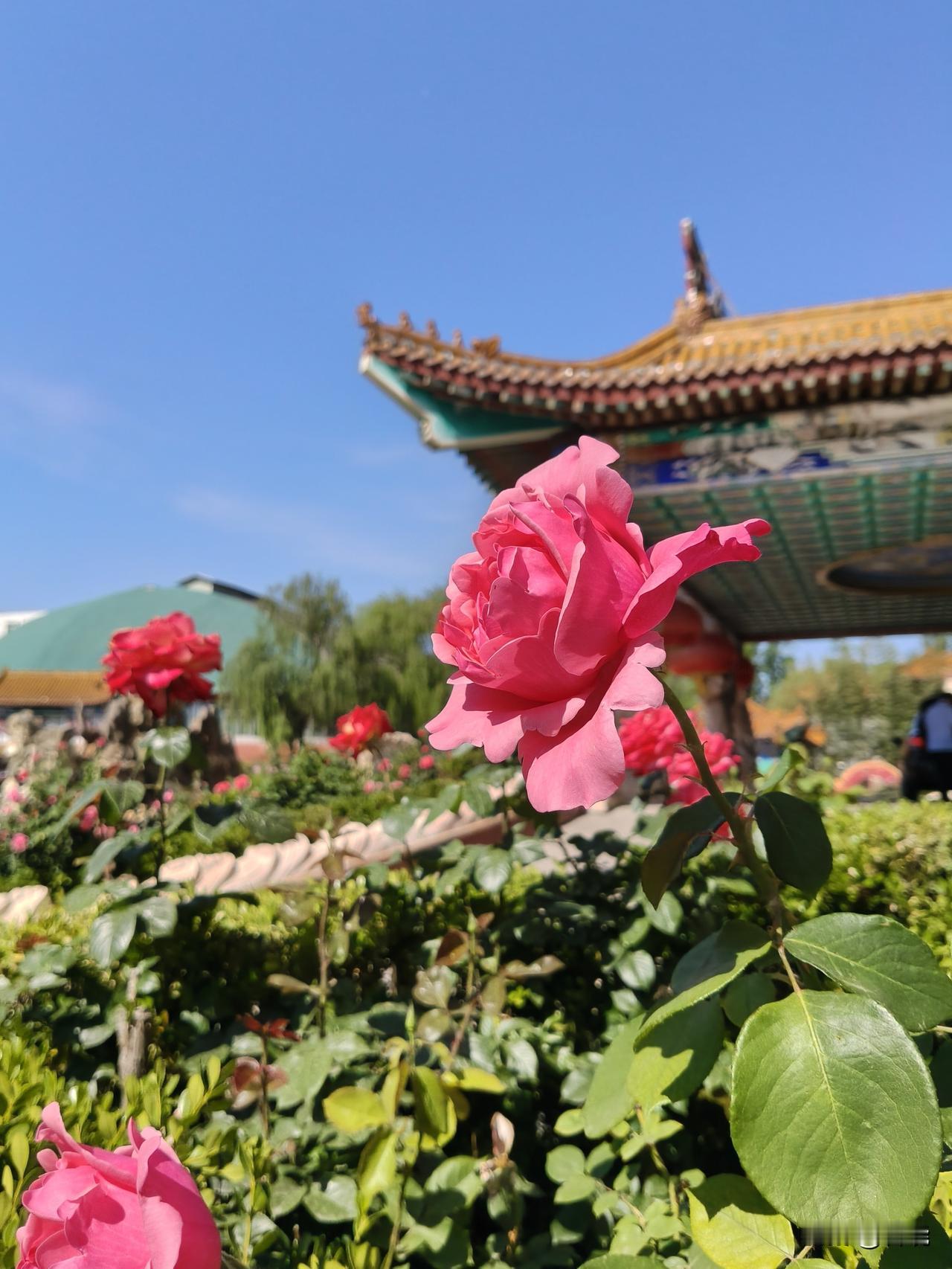 我已经老了，从现在开始要积极准备，条件具备主动提出，乖乖去养老院，不要被动等着让