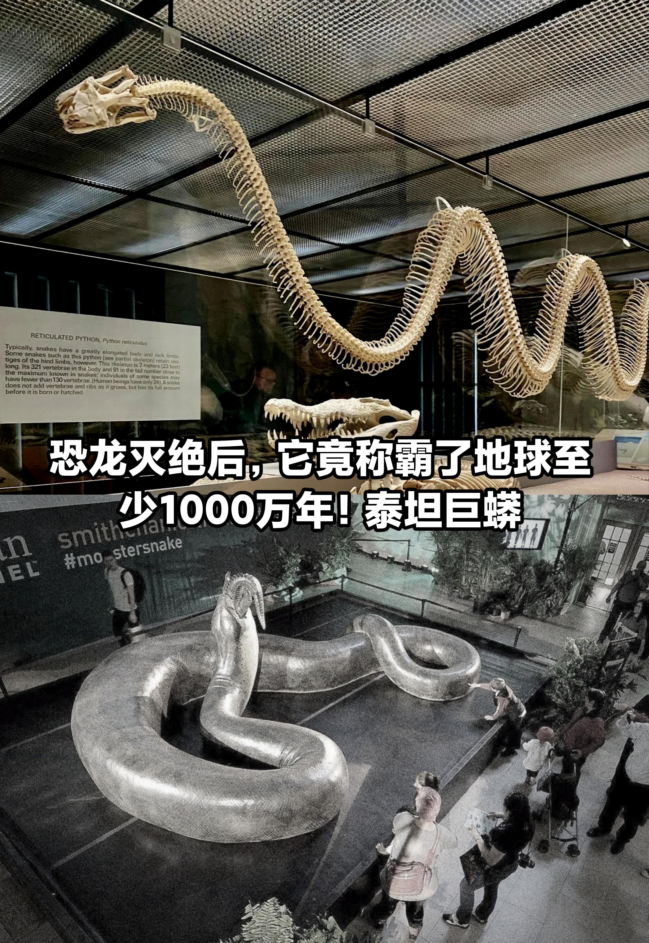 恐龙灭绝后，它竟称霸地球一千万年。