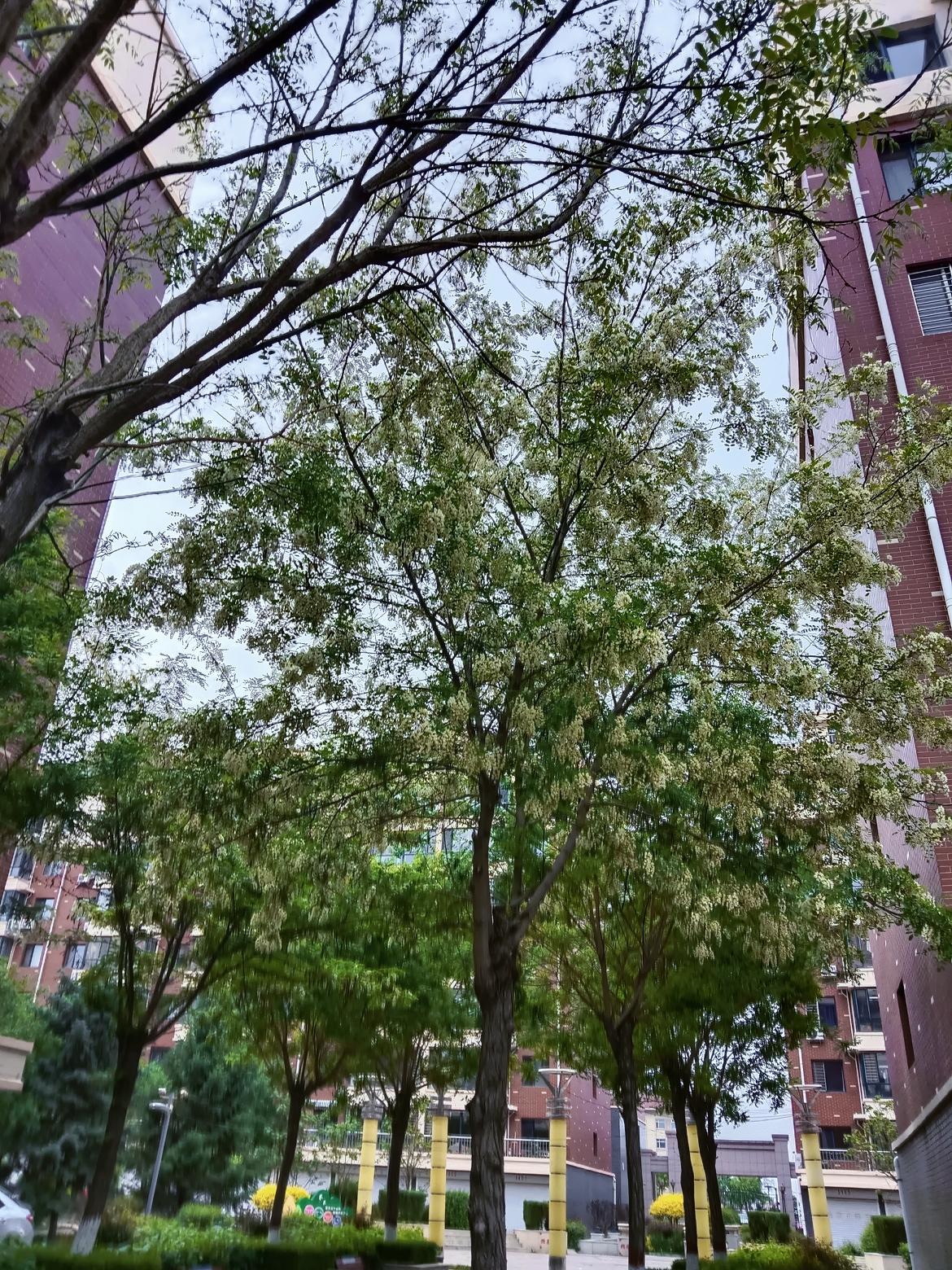 小区里的一棵大树开满了花。