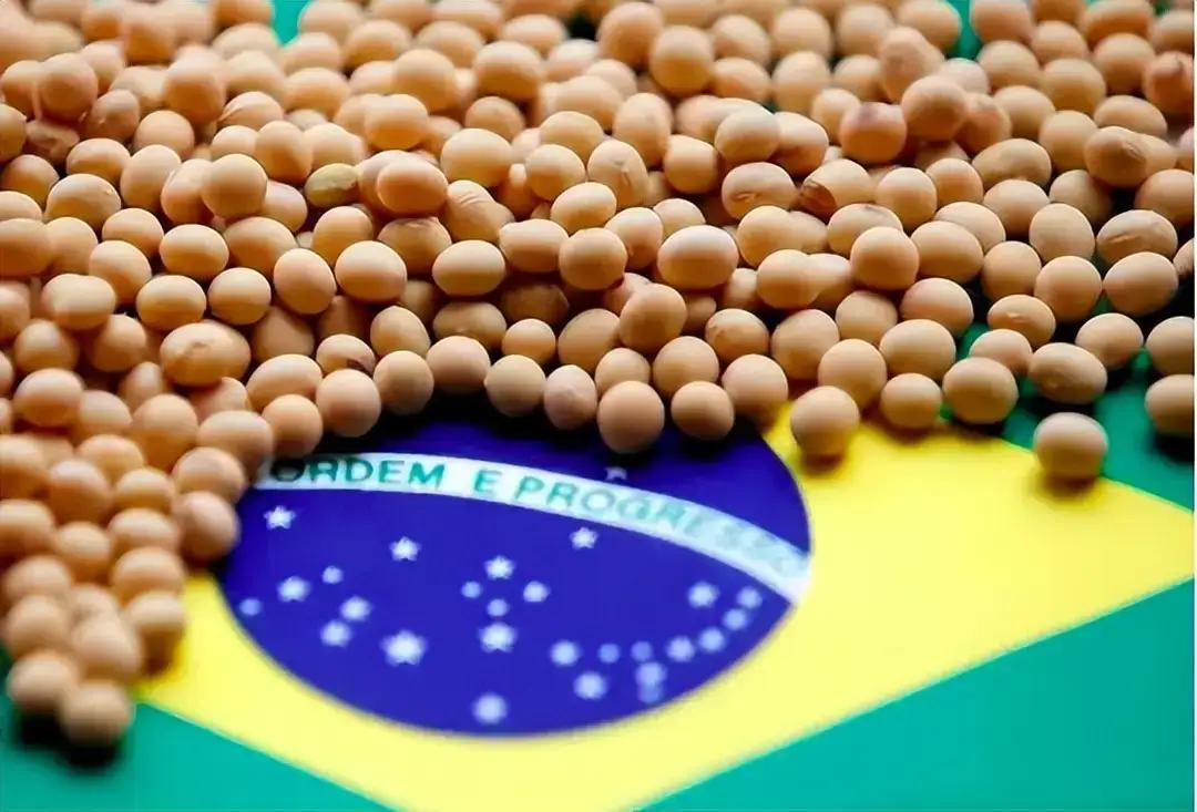 前脚中国刚刚宣布购买美国18万吨大豆，后脚巴西大豆就主动降价了。据报道，10月2