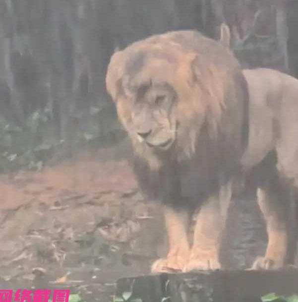 广东广州有女子在大雨天去长隆动物园玩，途中看到园内的狮子站立在大雨之下而岿然不动