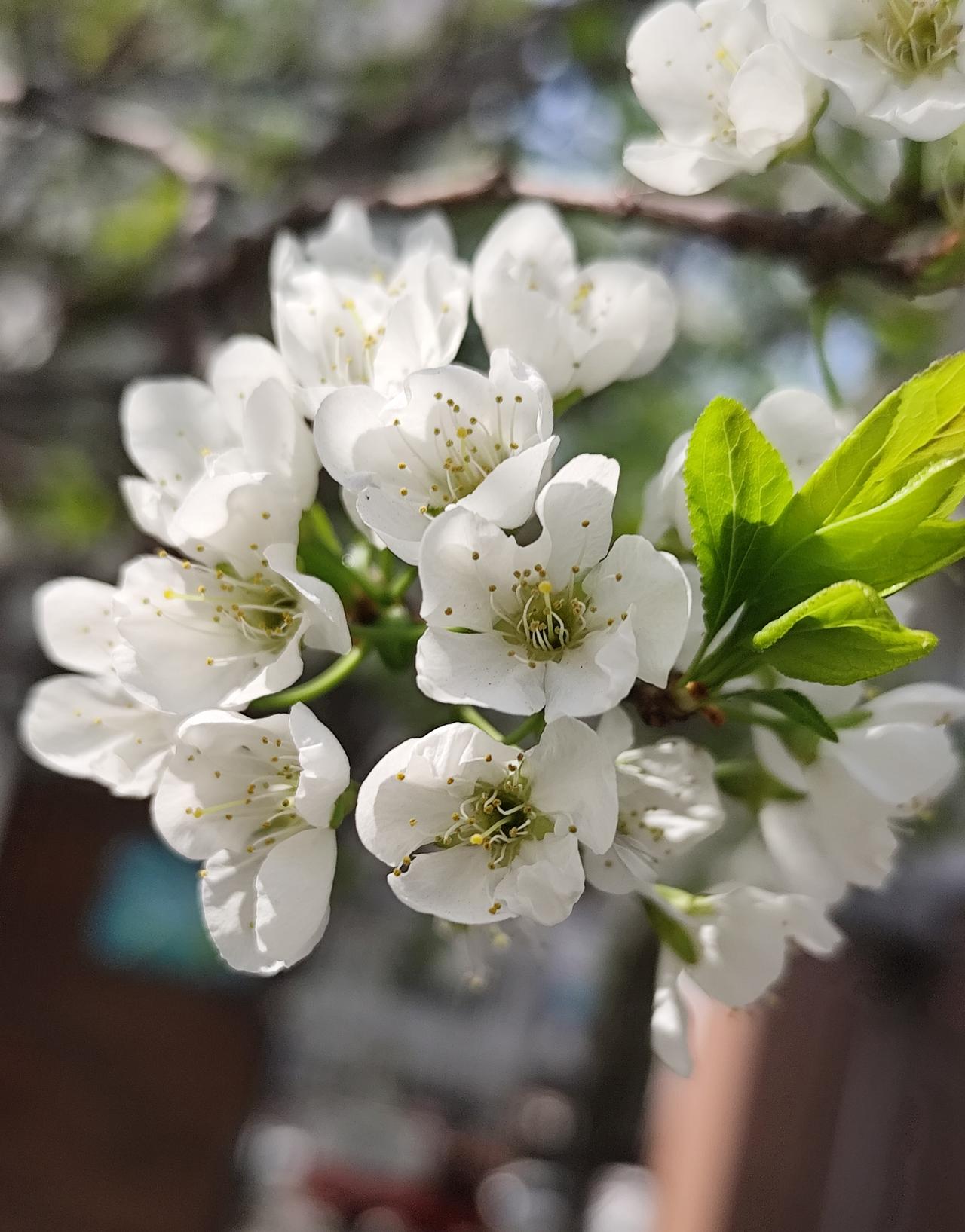 春天的《李花》也美丽
   日前，沈阳一居民小区的李树开花了，密集的花朵，洁白的