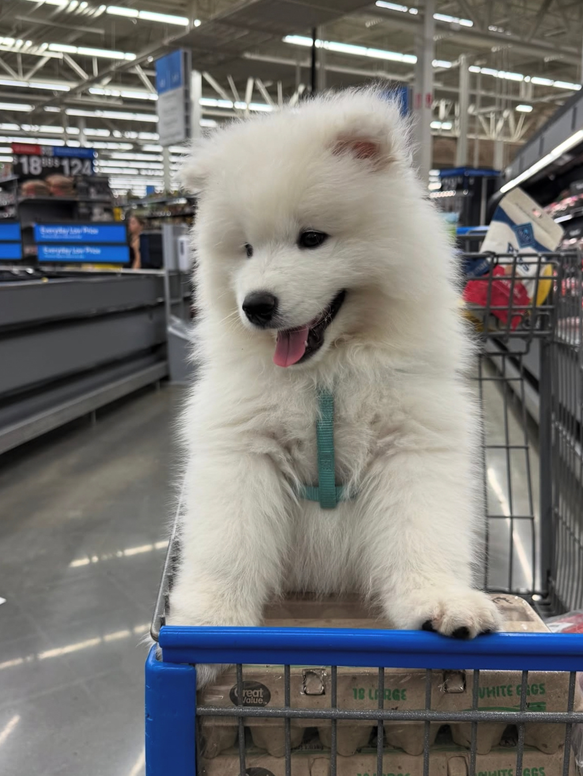 小狗逛超市也会很开心耶 