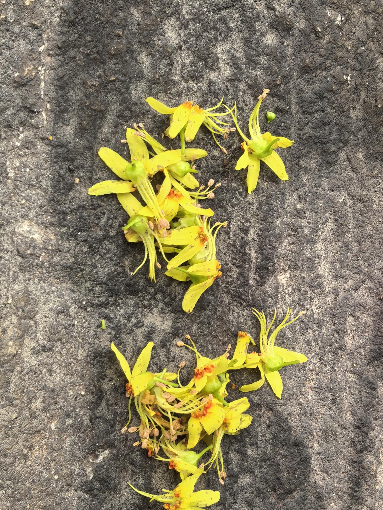 盛夏季节偶遇此树，远远望去，一树金黄。大风吹过，很多细碎的花儿在地面上落了一层。
