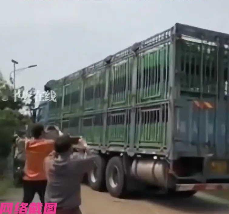 辽宁沈阳有女子带着自己一些朋友，来广东茂名当地一家屠宰场，买下一千九百五头的小乳