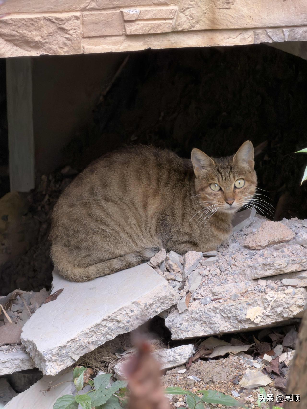 《猫家长不让它家娃来我家玩儿》

一只小猫在我窗跟下活动。我喵喵喵唤着小猫，拿自