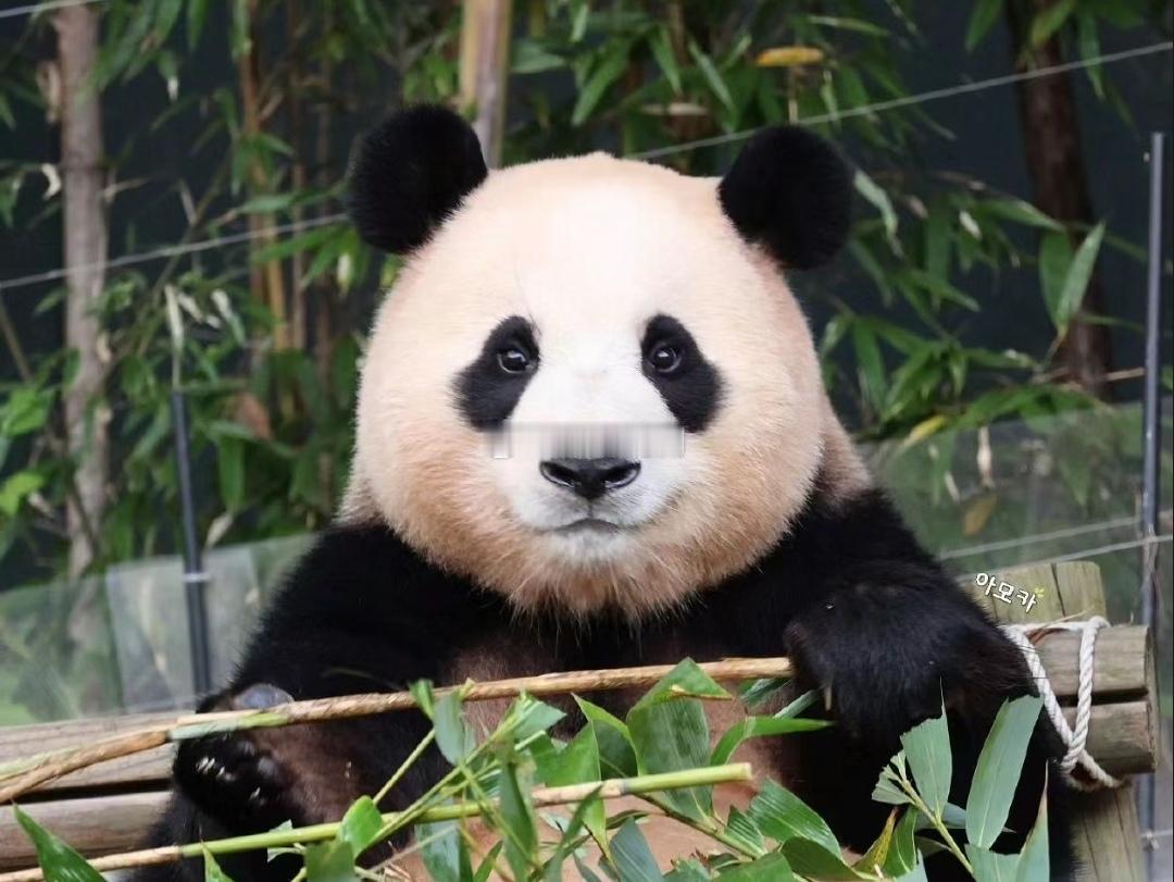 遇见你，很开心，猪猪福。它的眼睛真的很像两只小鸟 ​​​