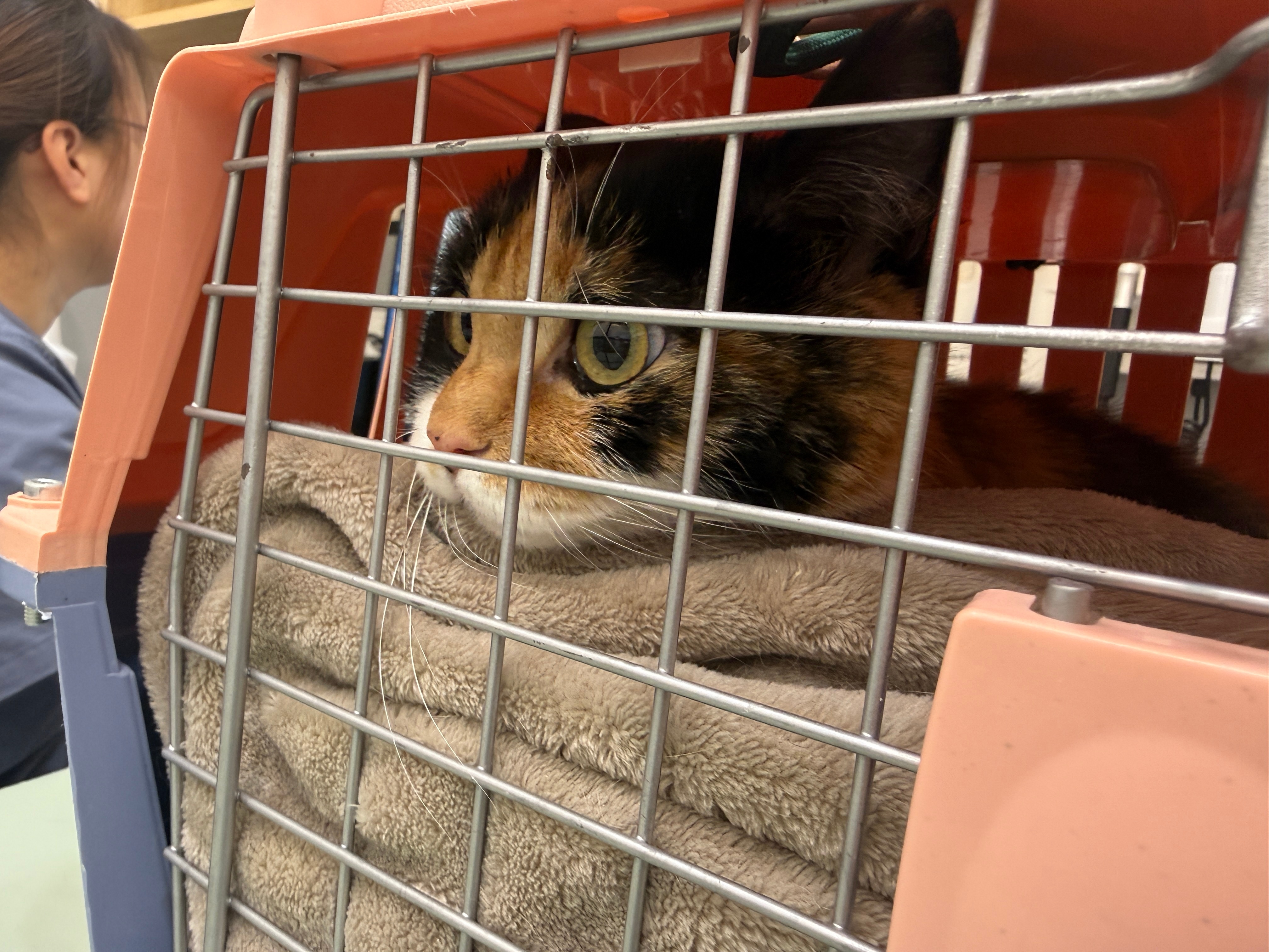 是的没错…又一只被送上绝育大套餐的小猫咪 