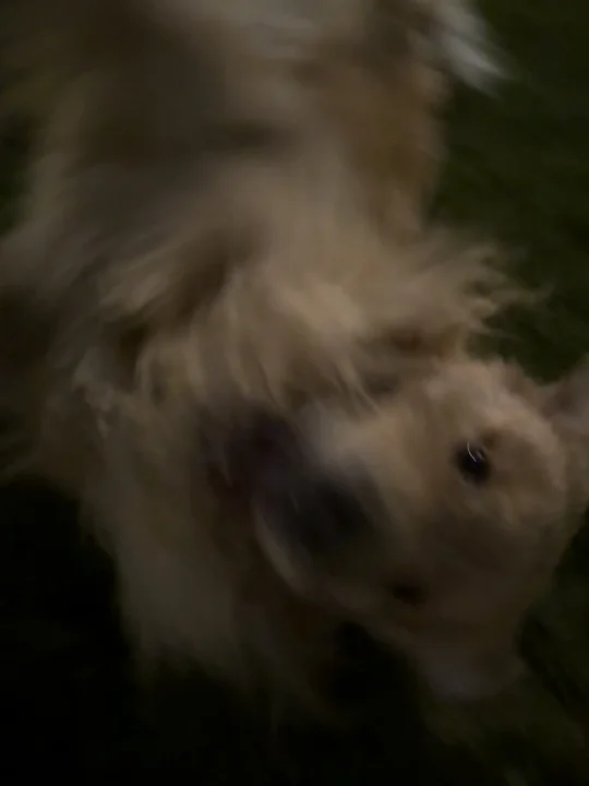 小狗滚过来，小狗滚过去｜猪叫纯享版