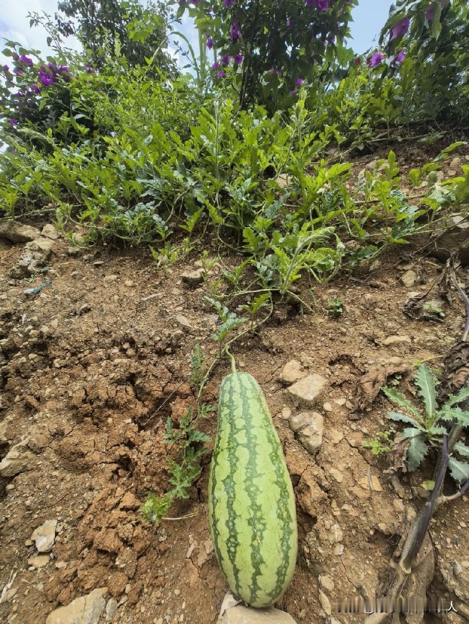 长条形的西瓜
