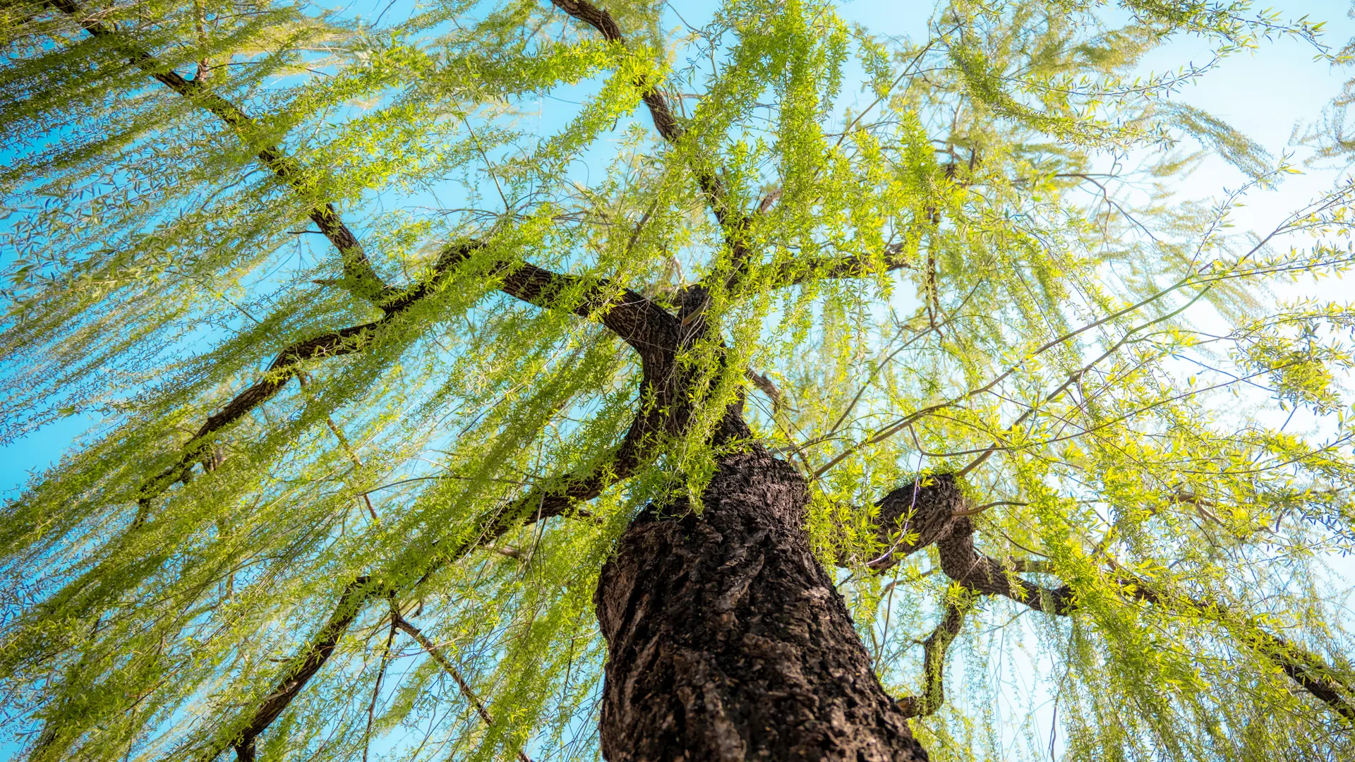 如果你也喜欢抬头看树。