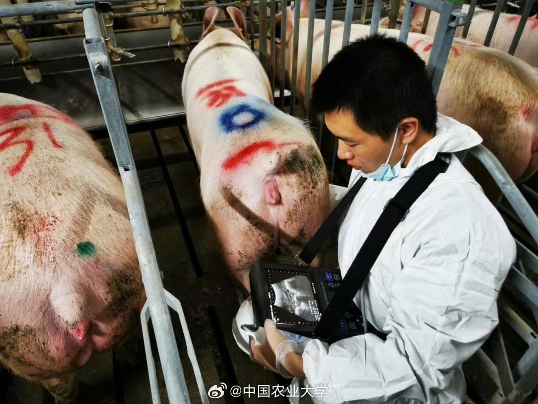 假如樊长玉在中国农大学养猪 好梦幻的联动！看了农大的科普才知道，原来我们的猪猪畜