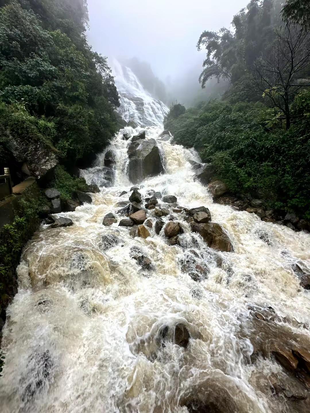 #哀牢山发现全球仅千只的鸟#海南鳽：我在哀牢山“隐居”，你们却把我“炒”火了？海