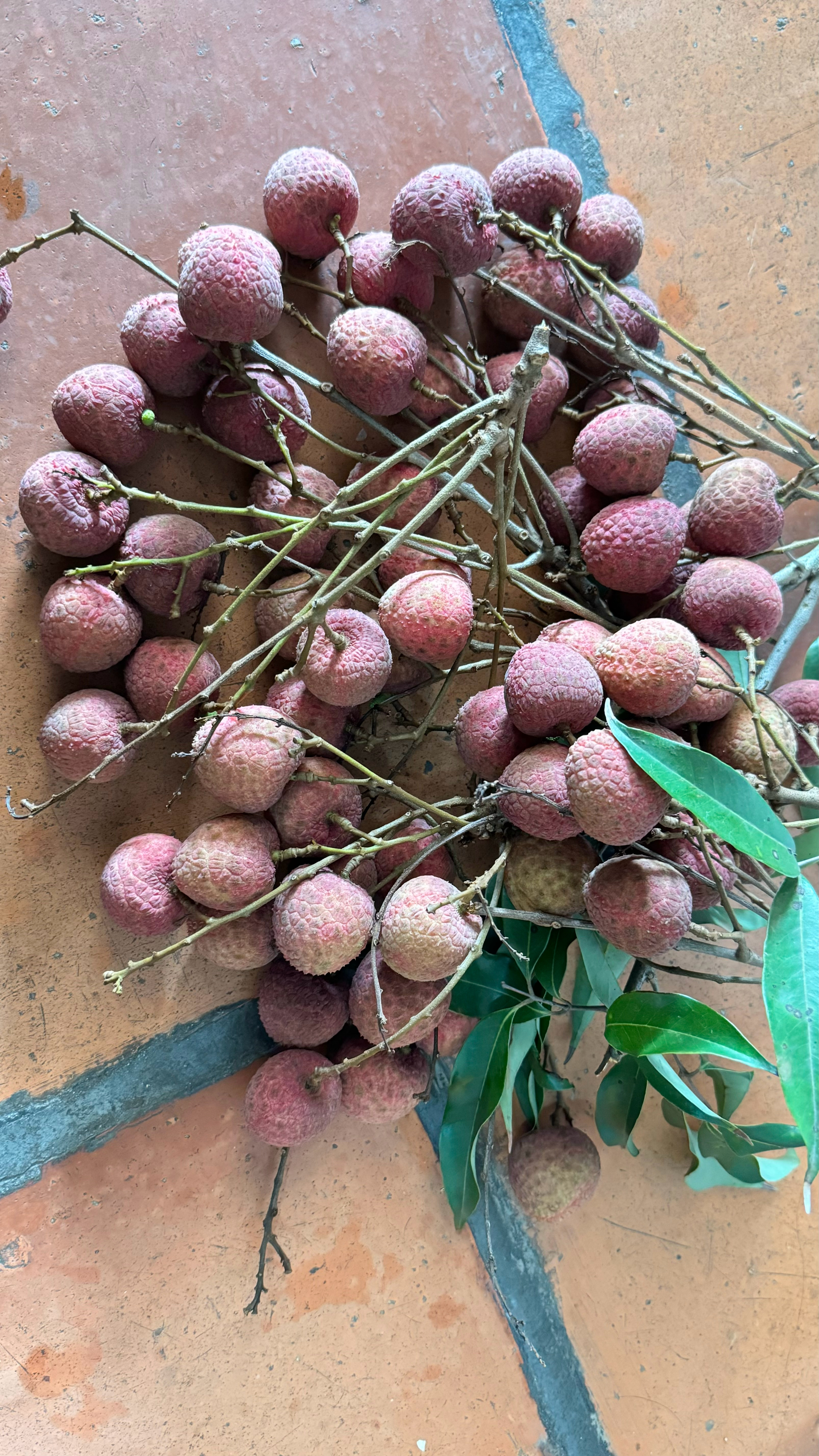 好几年没吃家里的荔枝了 今年端午节赶上荔枝采摘的季节 也是实现荔枝自由了