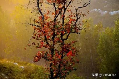 秋日生活打卡季枫叶在秋天里曼妙舞动，它们在风中轻轻摇曳生姿，如诗如画，令人陶醉其