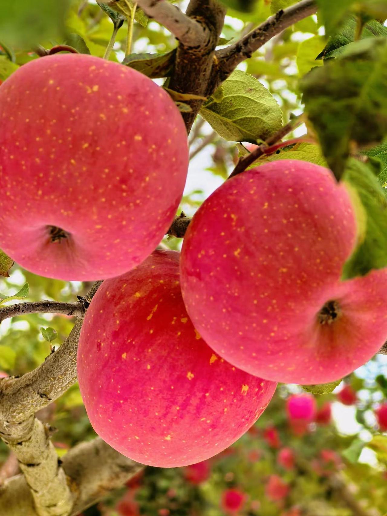 甘肃红富士苹果🍎。来自甘肃的红富士，沐浴高原充足日照沉淀养分。果实饱满匀净，果