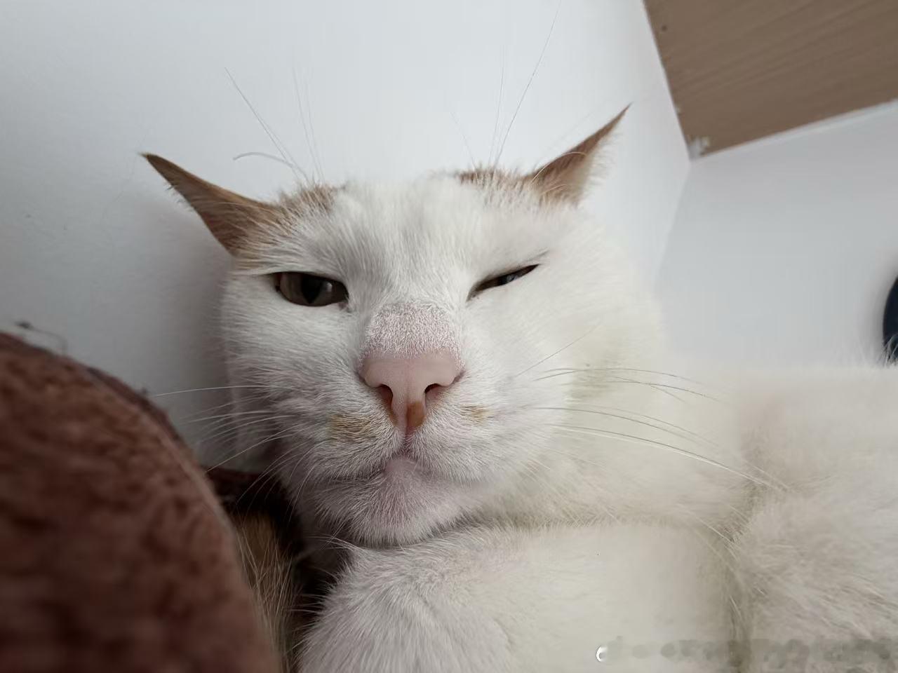 50302【丑猫】咪天瘴 