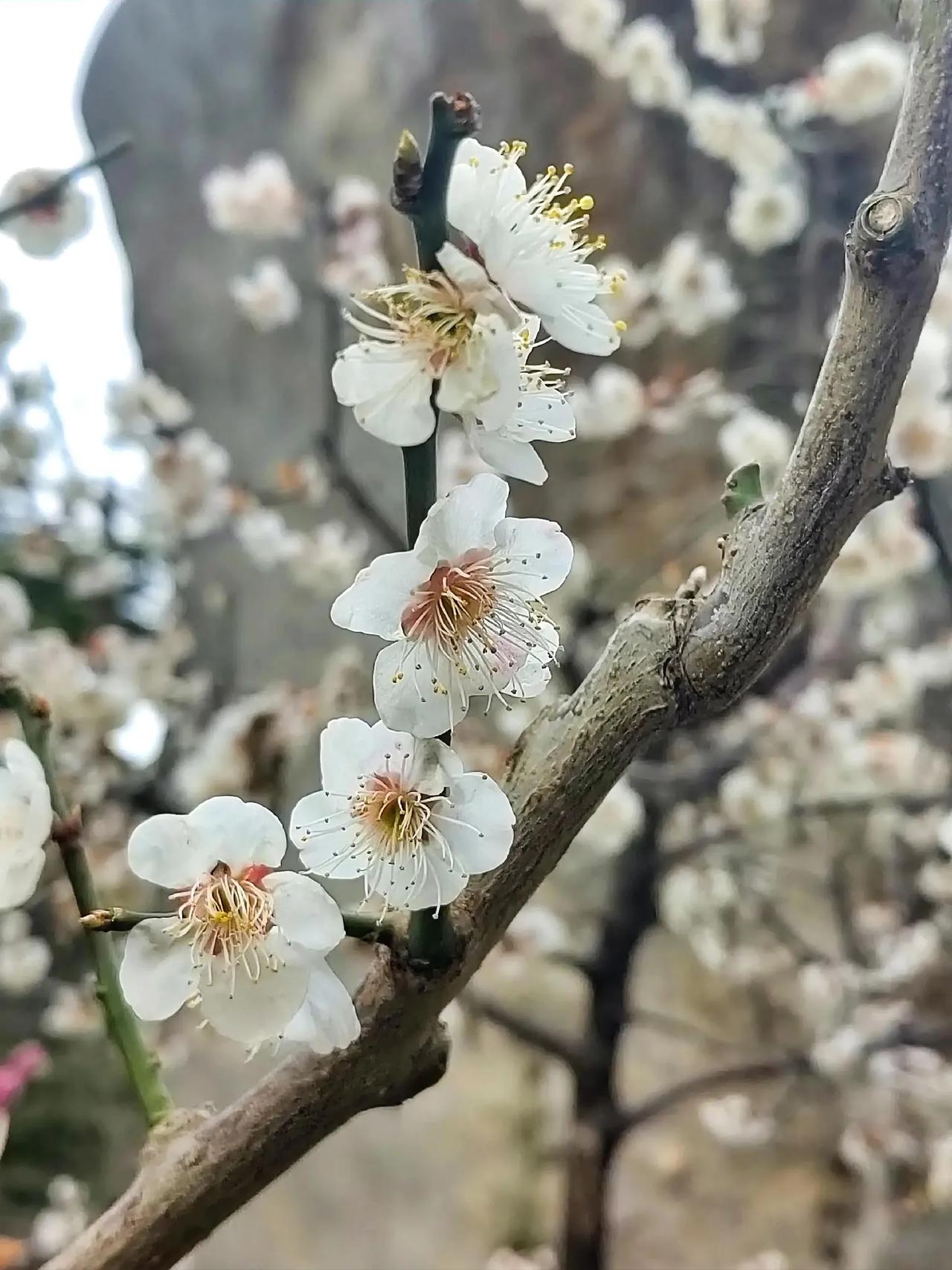 说出一句带花的诗句待到山花烂漫时，她在丛中笑。