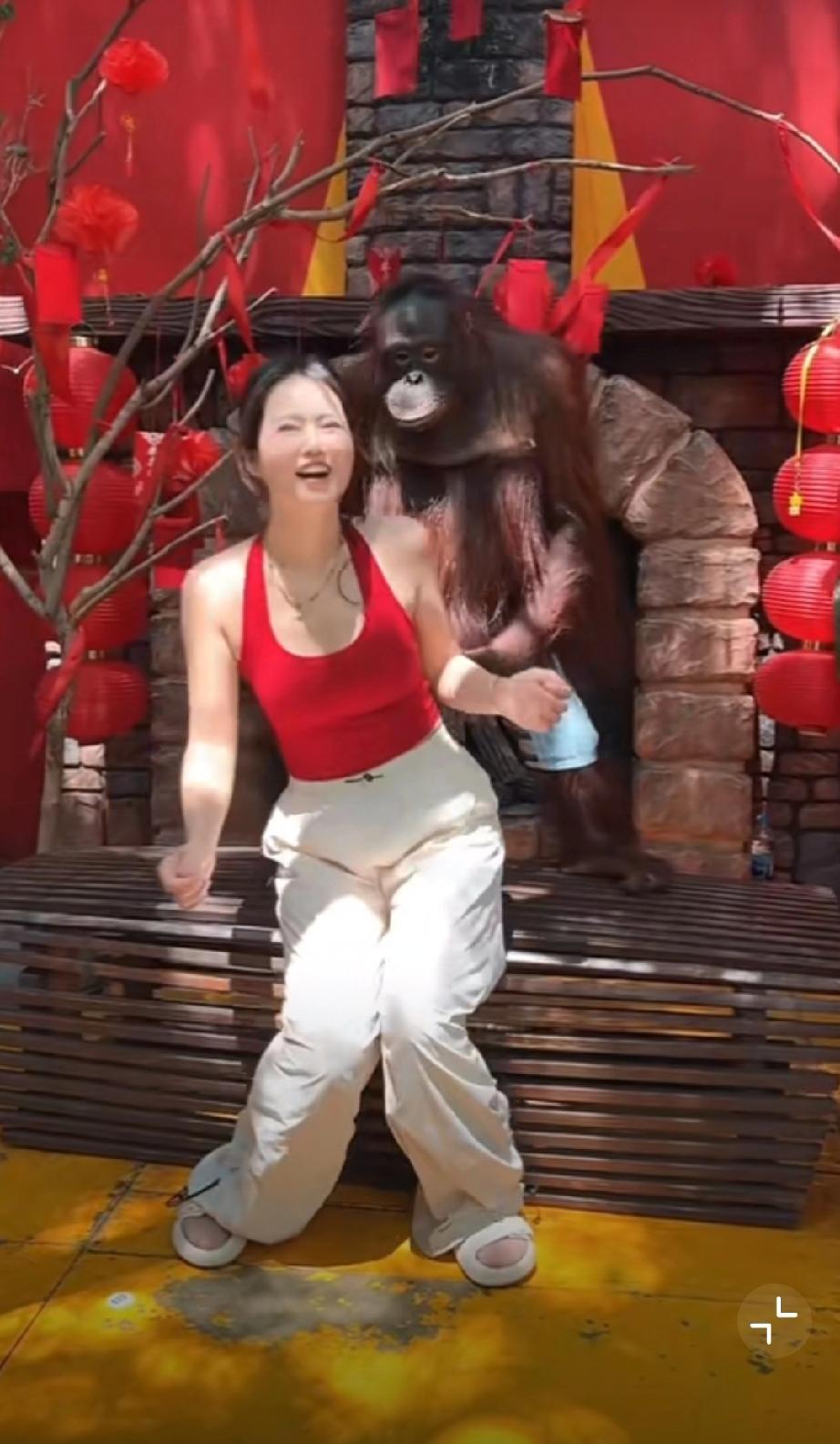 花800泰铢和猩猩互动，到底谁什么人觉得它“可爱”！猩猩拍照姿势 红毛猩猩带娃 