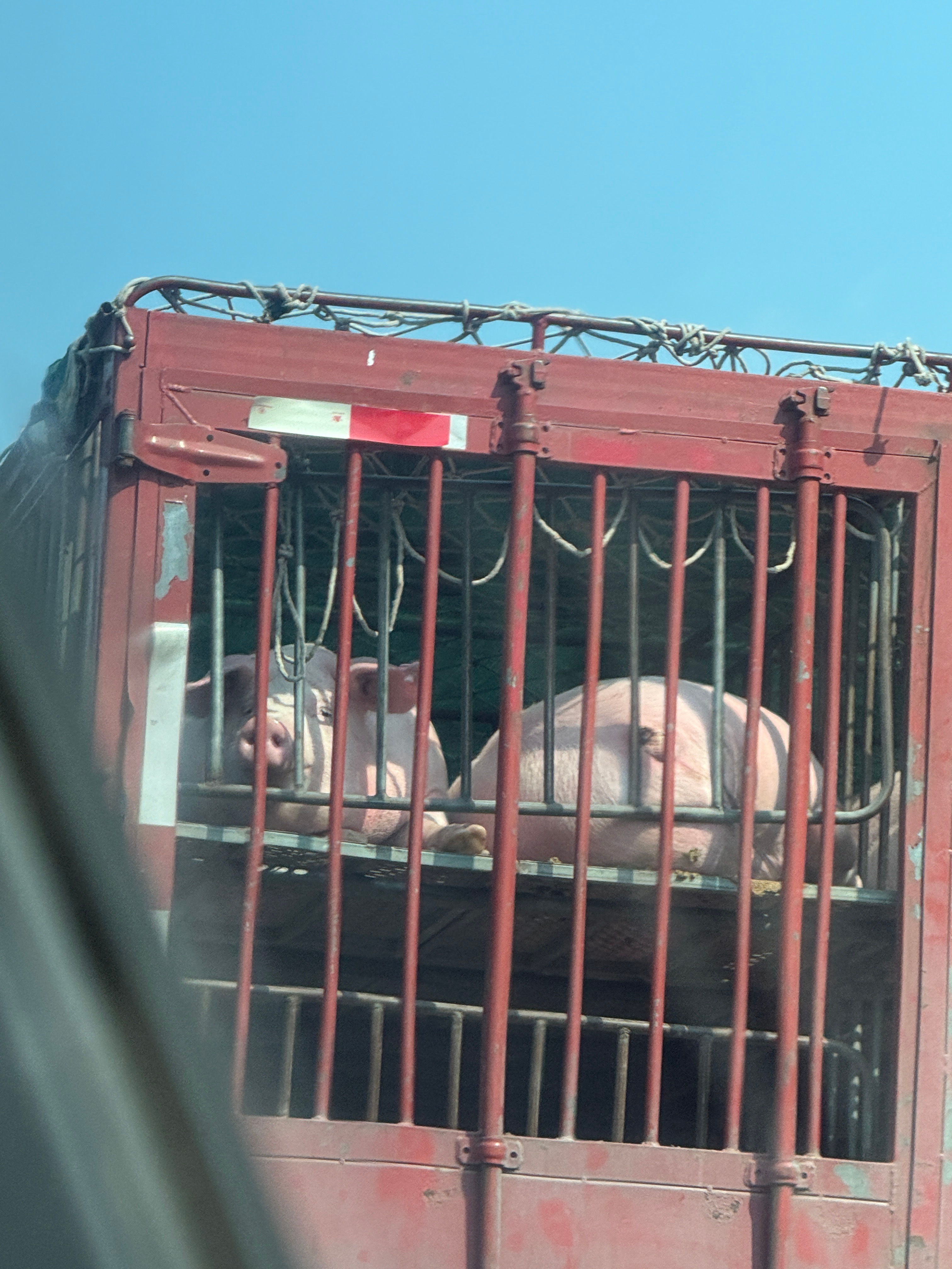 大猪猪有什么烦恼呢[吹风车]手机随手拍  ​​​