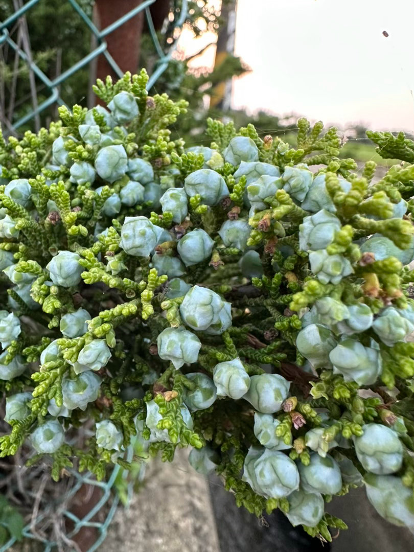 昨天拍的柏树，还以为白色的是花，但有棚友提醒是柏树籽，今天在另一邻居围牆看到，真