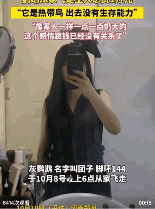 河南一女子悬赏1万元，紧急寻找飞丢的爱宠鹦鹉“团子”！它脚环编号144，完全没野