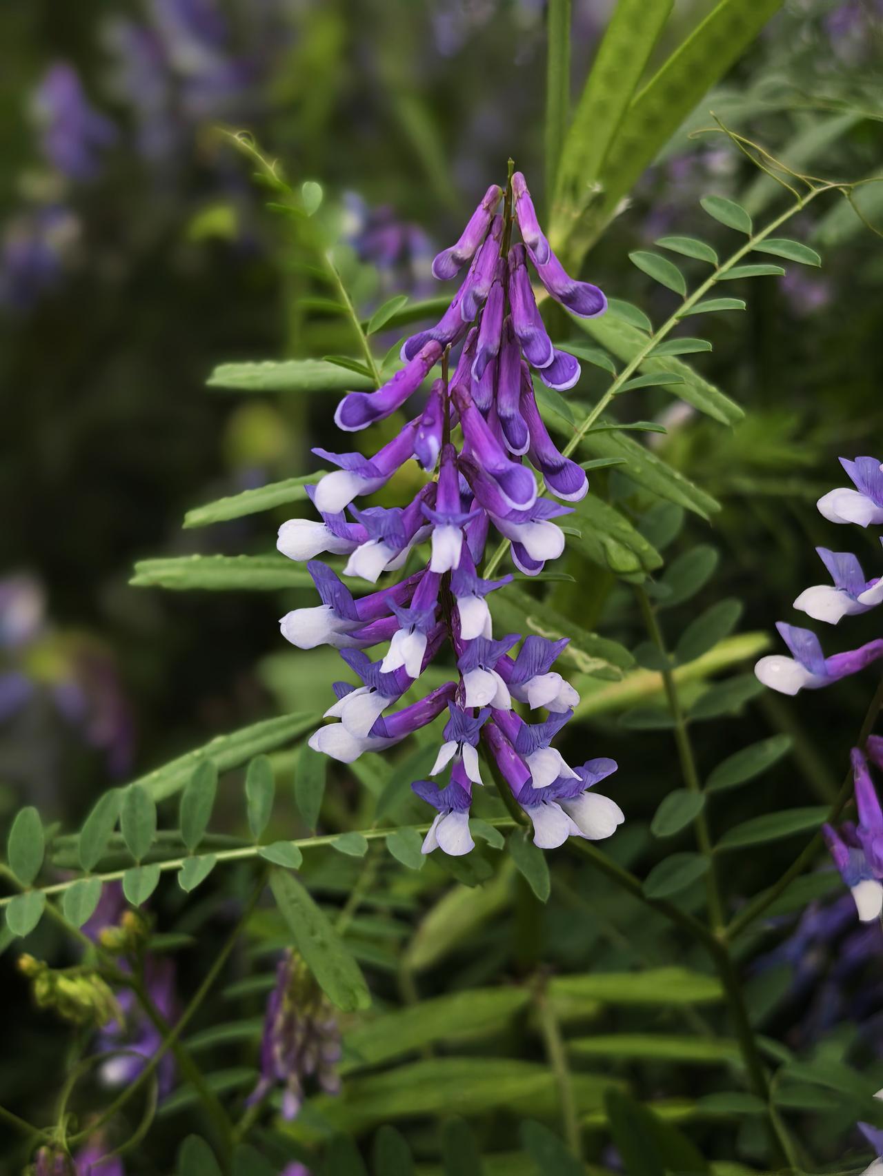 游丹江口千岛画廊，在五谷庙村，遇见这种小花，路边非常多，也很可爱，都是野生的。随