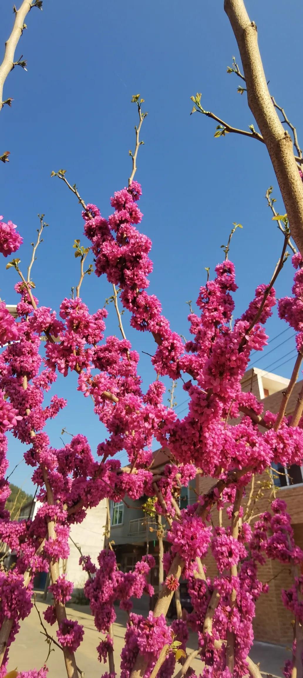 大妈撸秃小区紫荆花 乱吃太危险
 
家人们！小区开得正艳的紫荆花，被一群大妈拎着