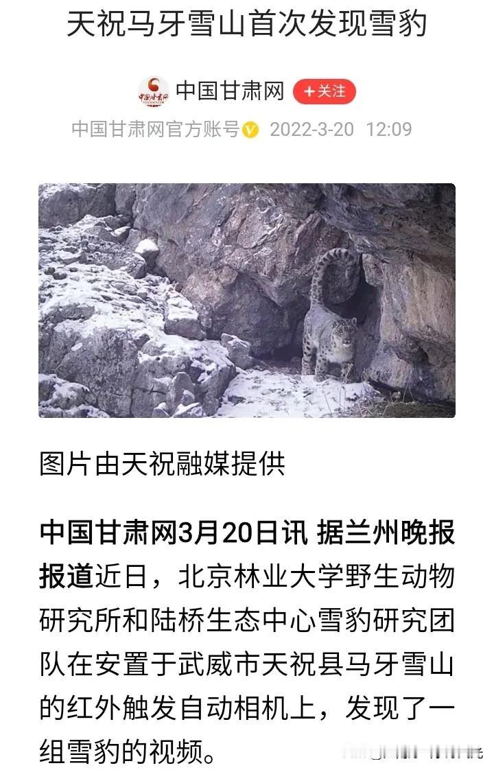 甘肃武威天祝县首次拍摄到雪豹，
这真是一个令人兴奋的事情，
详细地址位于马牙雪山