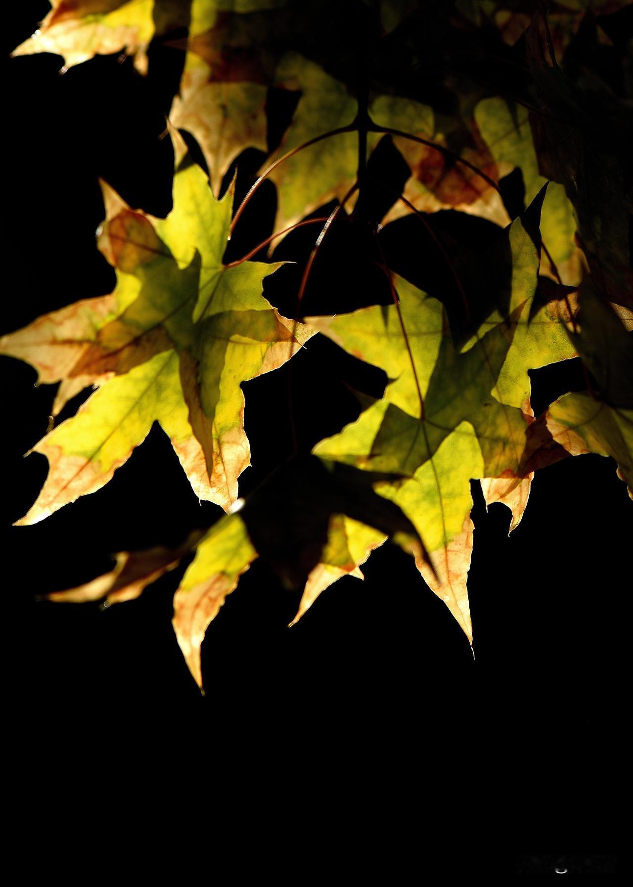 南湖公园四季掠影（十）
秋季景色：