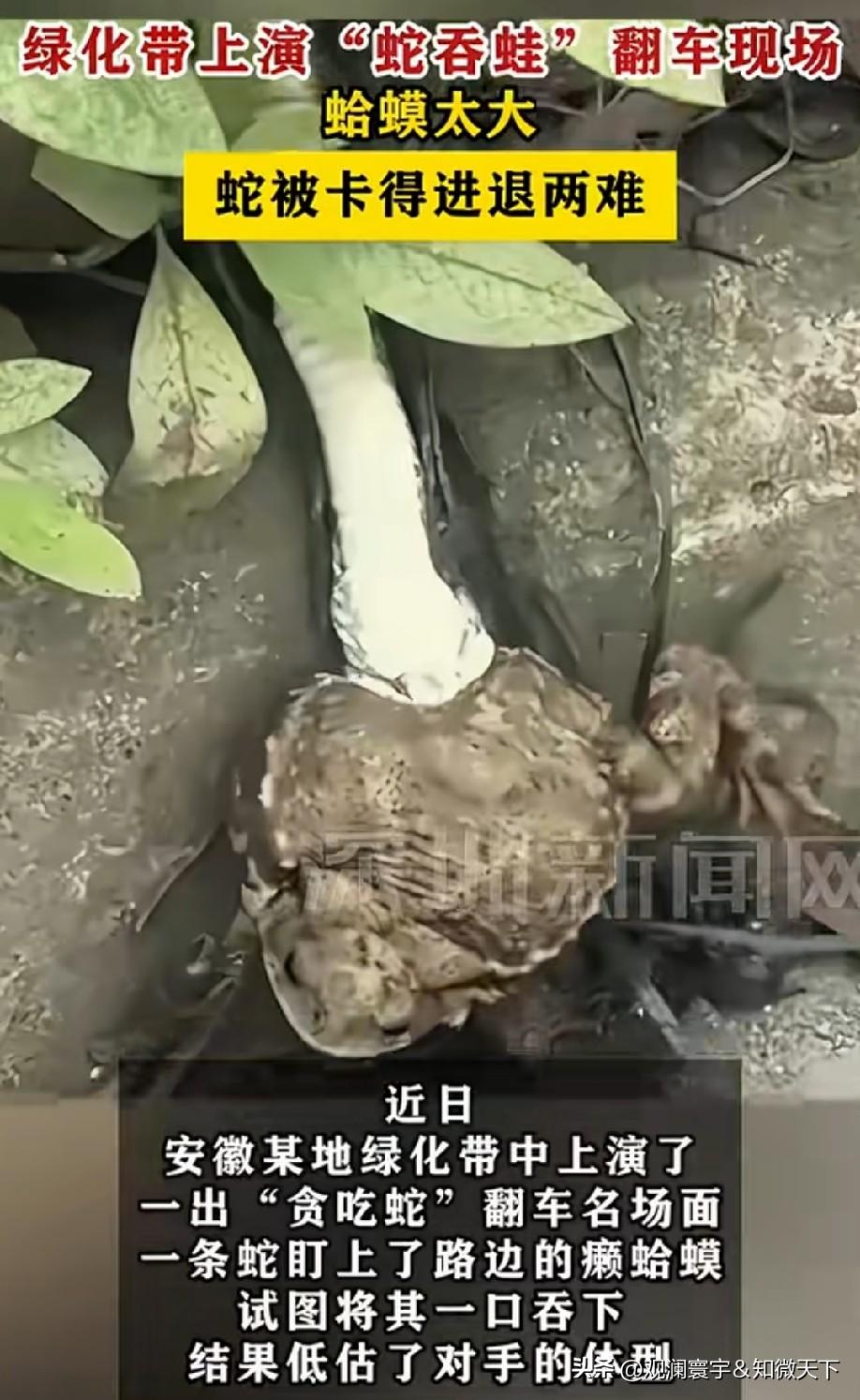 蛇没估计错，是蛤蟆鼓气了[偷笑]