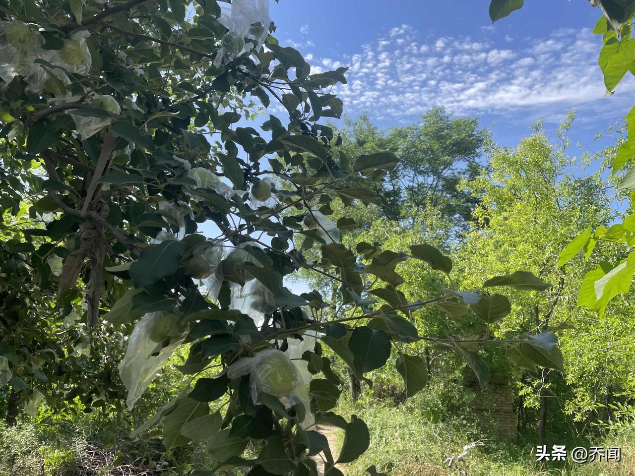 【七绝•夏至来临草木幽】
夏至来临草木幽，凤蒲猎猎弄清柔。
蜻蜓最是无闲意，误入