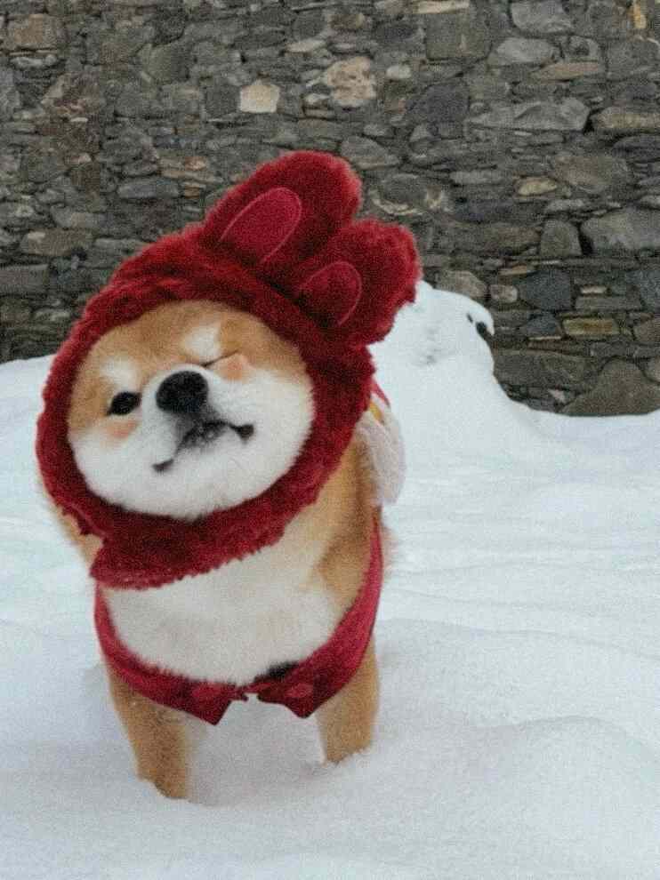 开门！我是圣诞小狗！ 