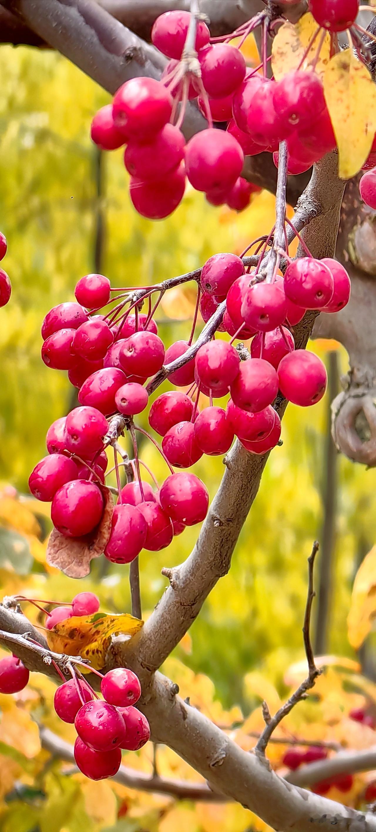 立冬​·雨中海棠红
 
冬雨吻过枝桠时
海棠果把心事红透
每一滴雨珠都是远远的问