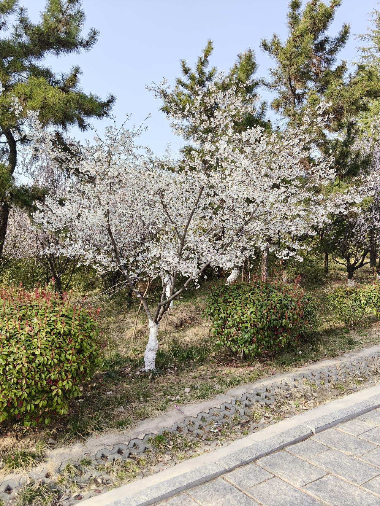 为什么不管价格高低都伤农？


这几年农产品的价格一直不温不火，老农民也是伤透了